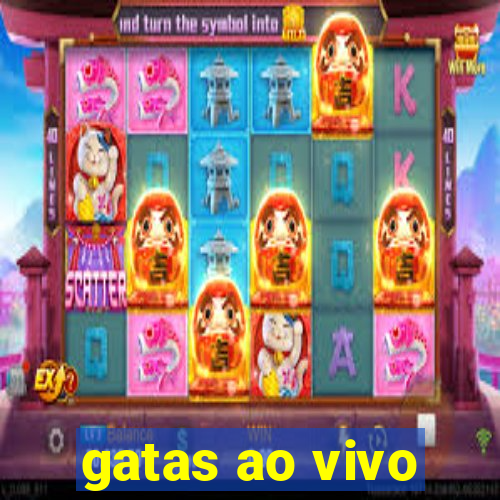 gatas ao vivo